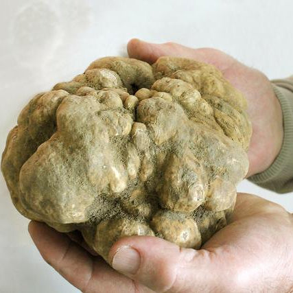 Tartufo bianco in etichetta