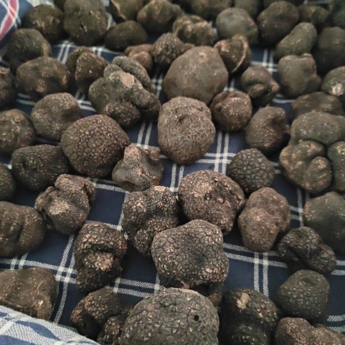 Tartufo Uncinatum - Tuber Uncinatum 100g