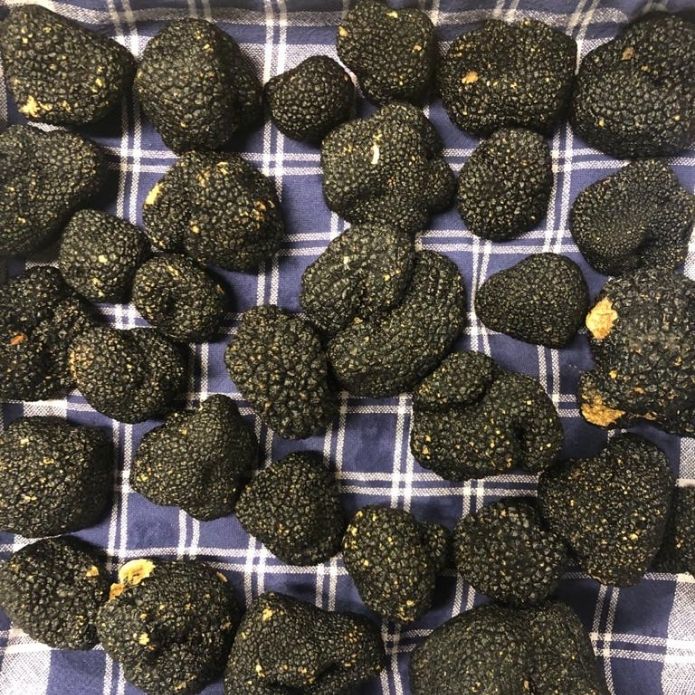 Tartufo Nero Estivo - Tuber aestivum Vitt. 100g