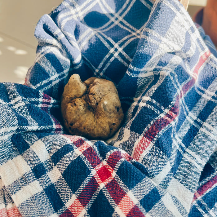 Perché il Tartufo si avvolge sempre in un canovaccio blu? La curiosa storia di una tradizione secolare