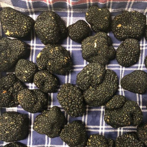TARTUFO FRESCO